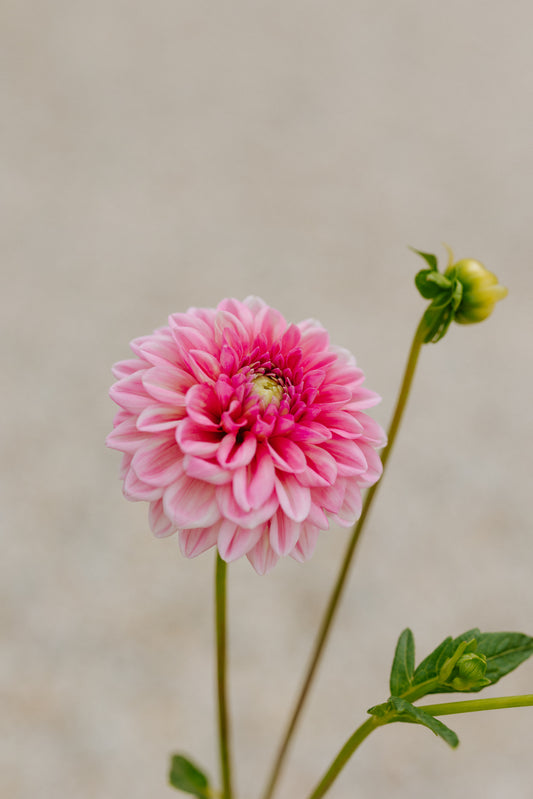 Pink Show