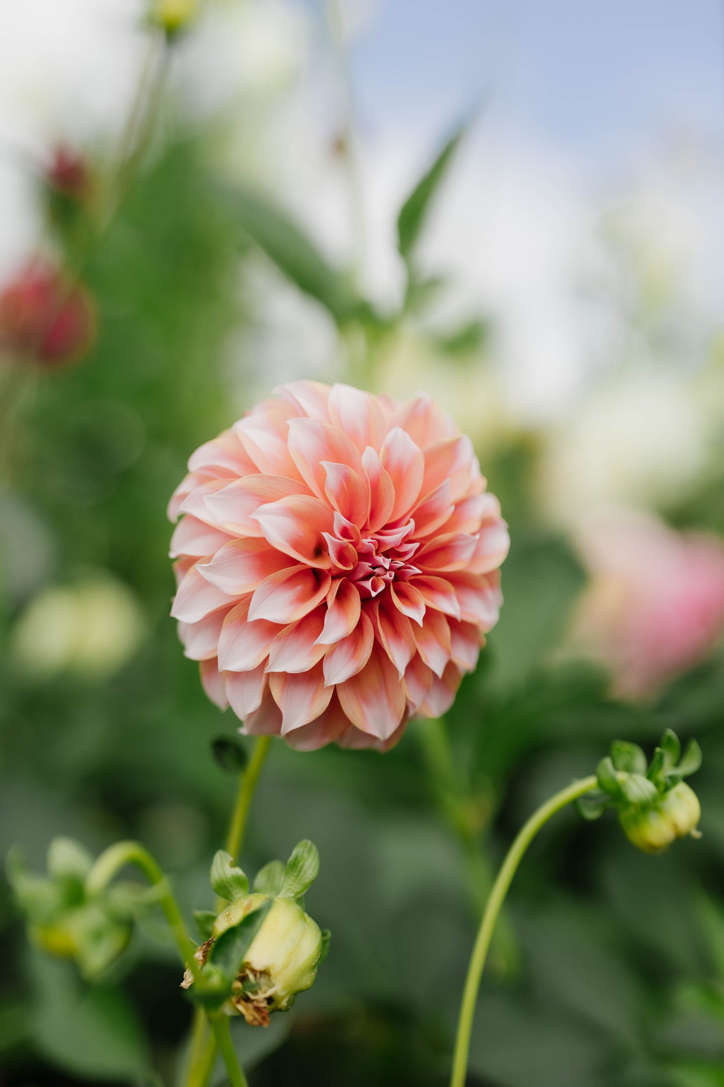 Peaches 'n' Cream USA (ONE PER CUSTOMER)
