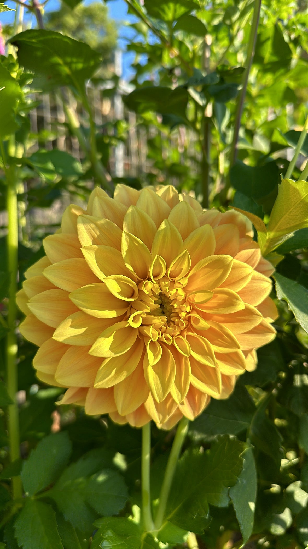 WV Mustard - (ONE PER CUSTOMER)