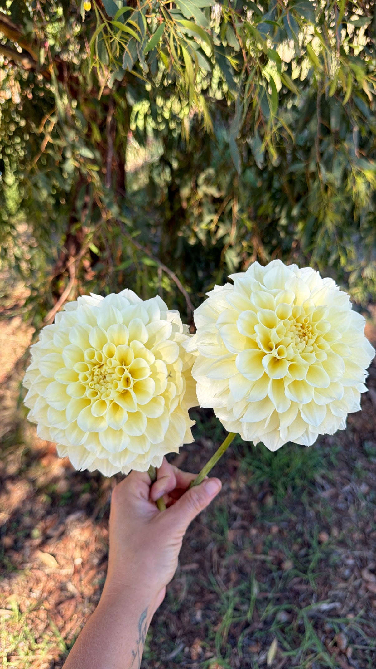 Serenade Buttercream (ONE PER CUSTOMER)