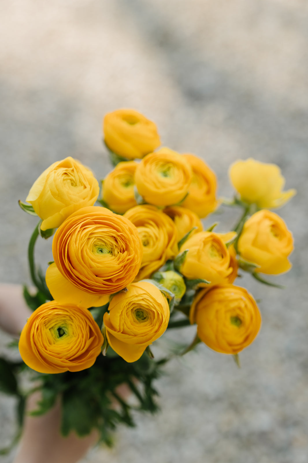Ranunculus Corms – Cecil & Ash