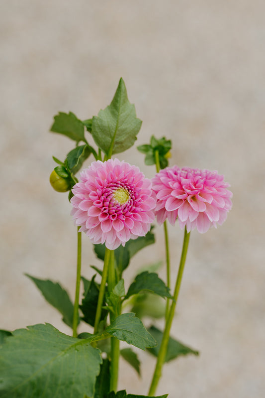 Trevalyn Pink Lady