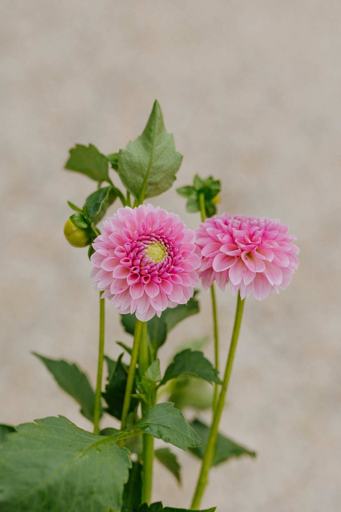 Trevalyn Pink Lady