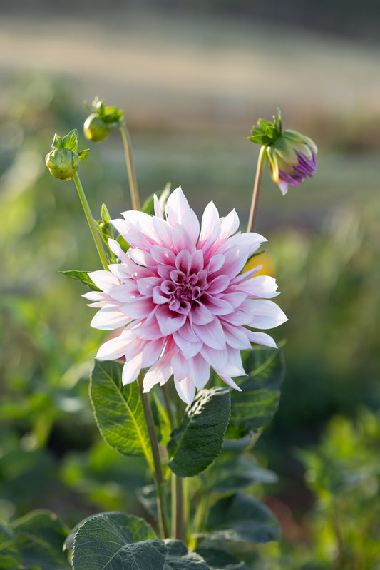 Unknown Pink