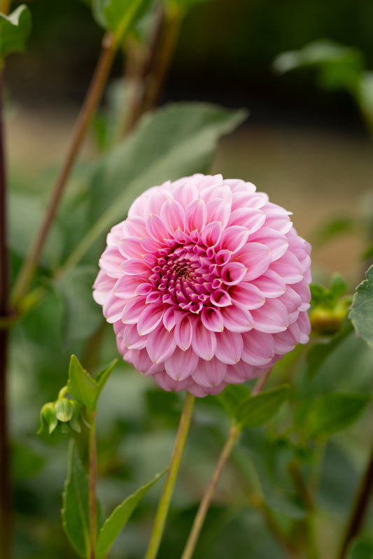 Araluen Leatrice