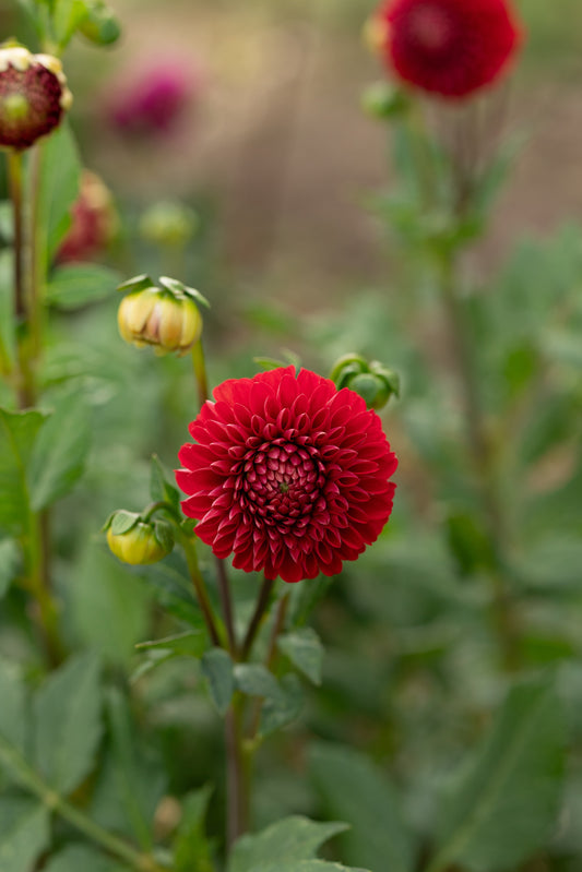 Florelie Rosetta