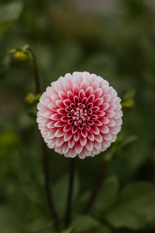 Florelie Cosmic Romance