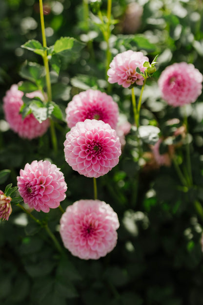 Trevalyn Pink Lady
