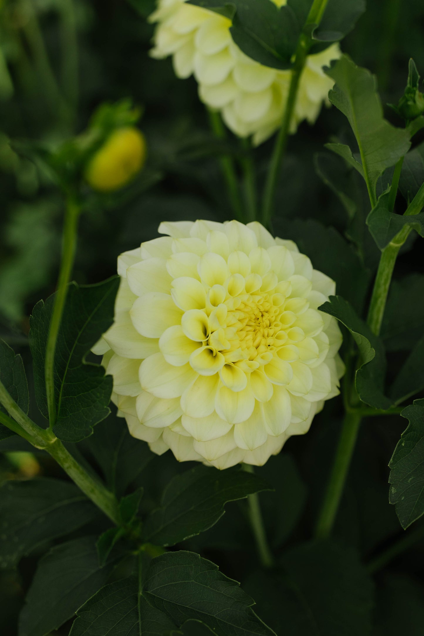 Florelie Limonata