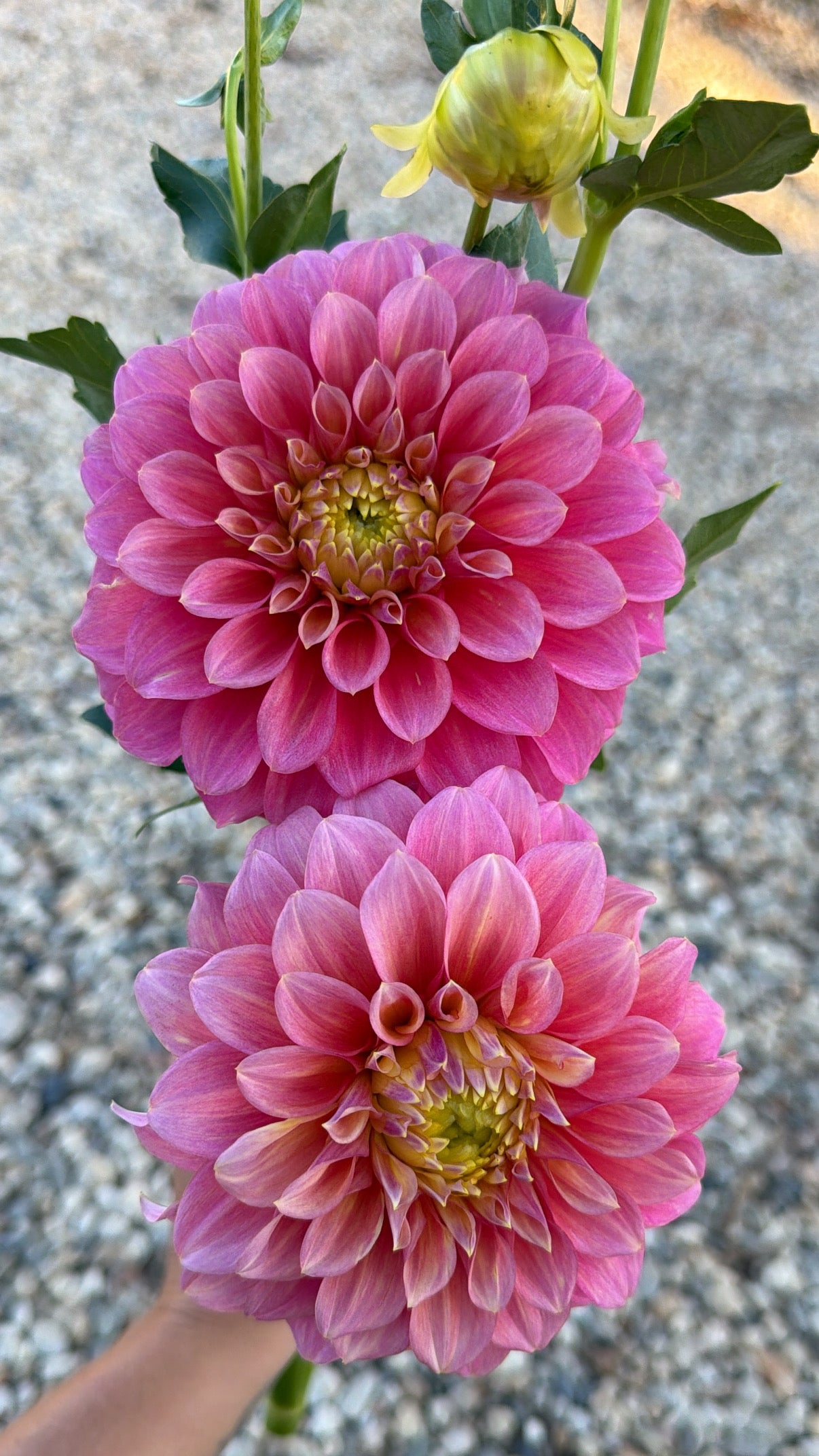 Serenade Rebel (ONE PER CUSTOMER)