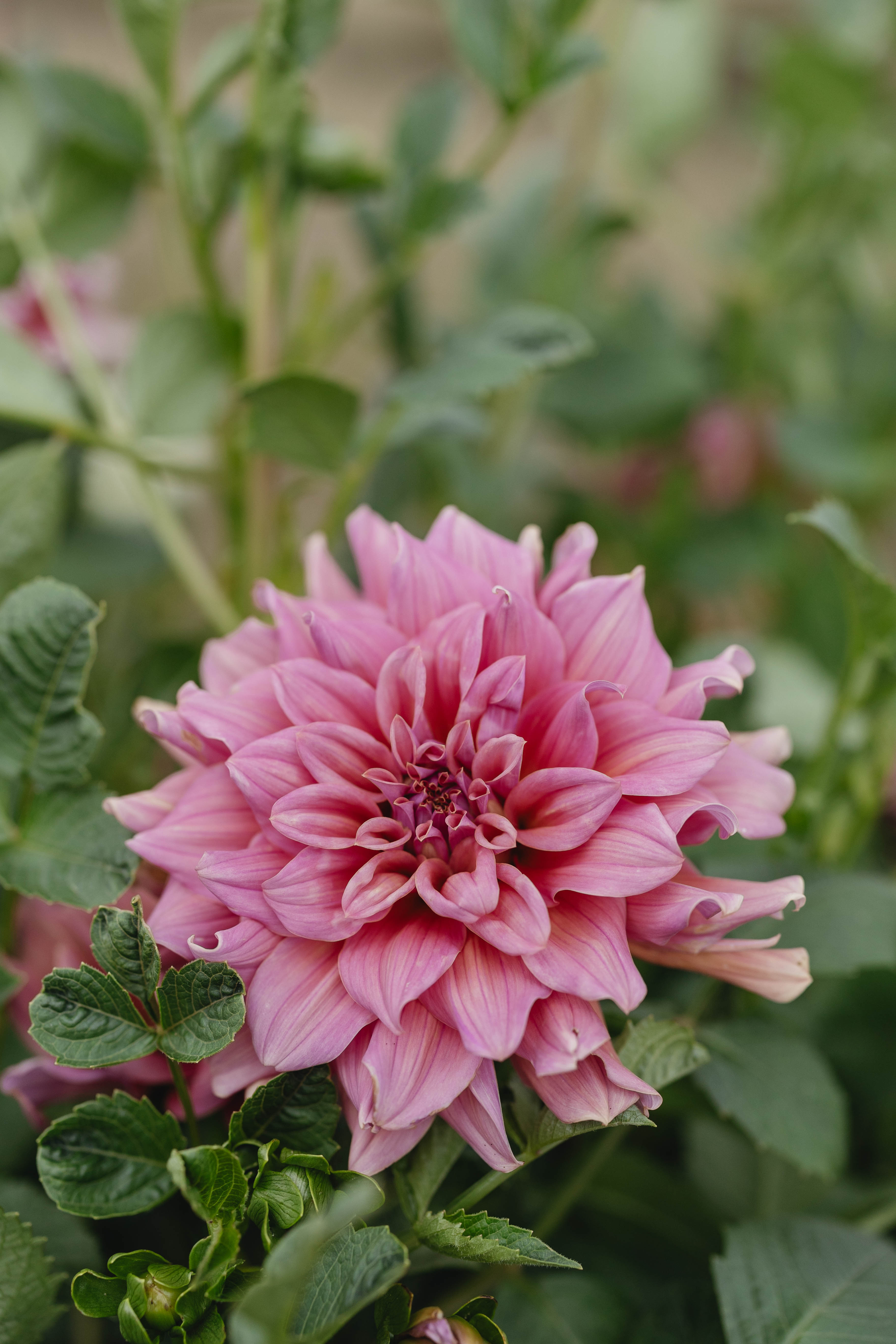 Lileah Caramel Rose – Cecil & Ash