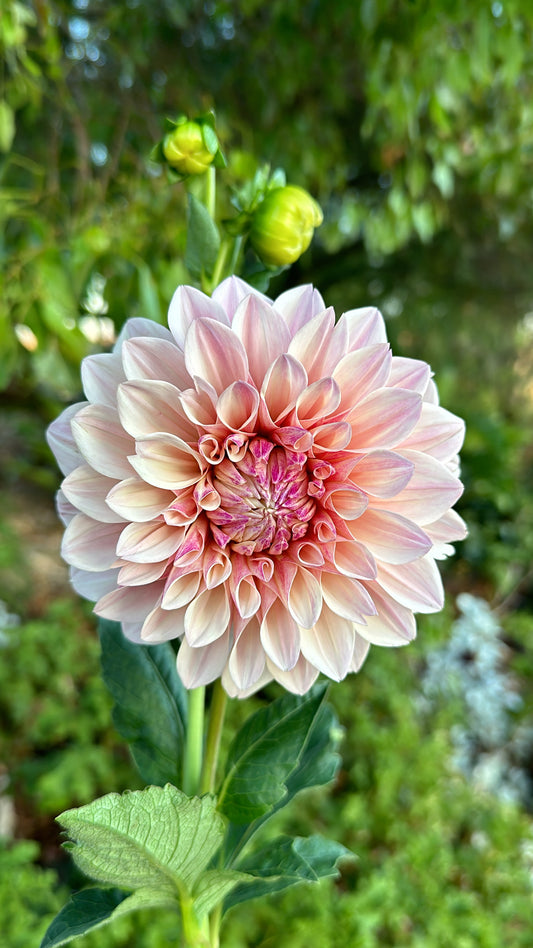 Florelie Antique