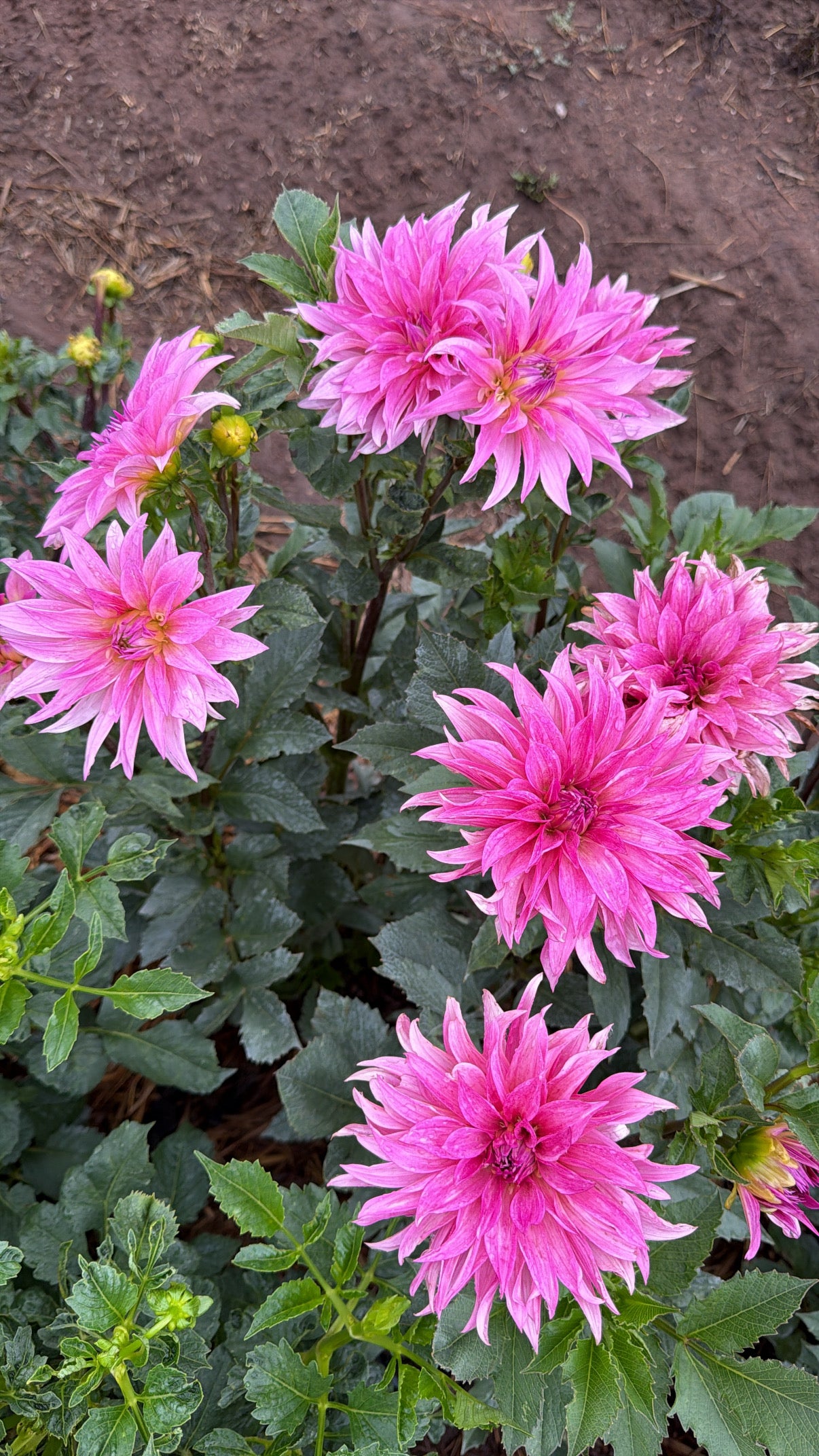 Florelie Megan