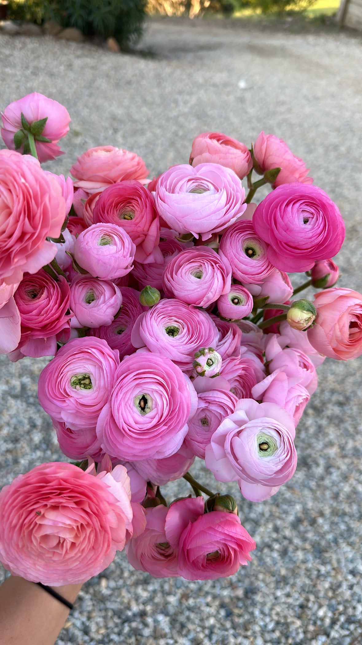 Italian Ranunculus Corms - Light Pink – Cecil & Ash