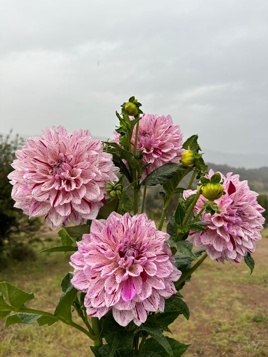 Florelie Kahuna