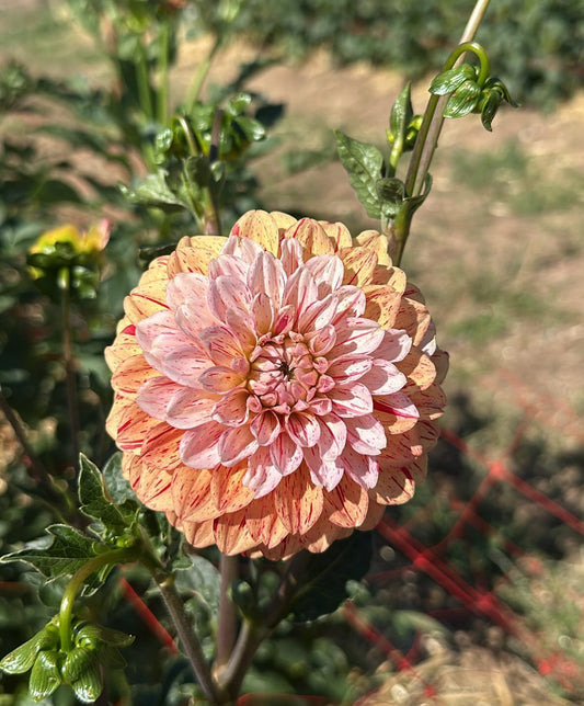 Florelie Circus