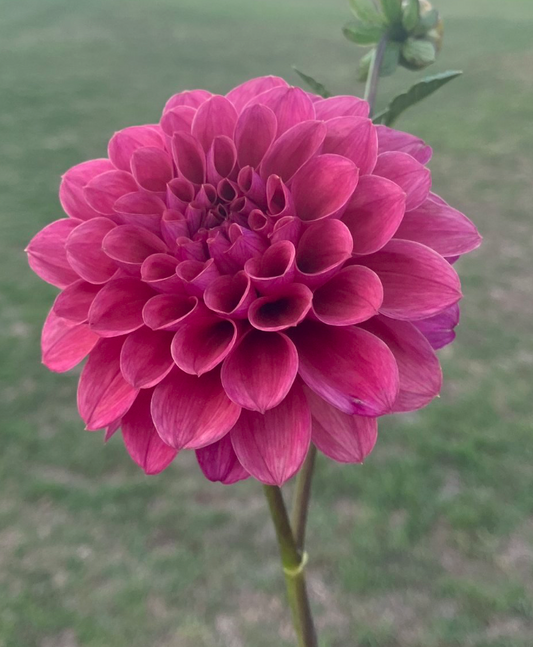 Dusty Rose
